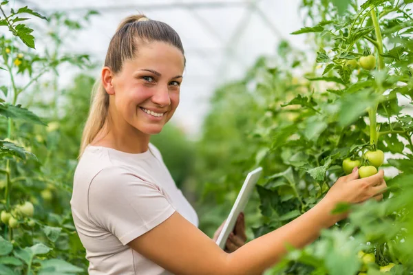 Woman Examining Progress Tomatoes Her Greenhouse Summer — Stock fotografie