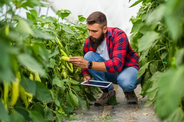 Organic Greenhouse Business Farmer Examining Fresh Ripe Chili Pepper His — Stock fotografie
