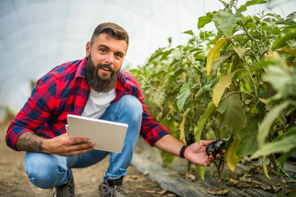 Organic Greenhouse Business Farmer Examining Eggplant His Garden — Stock fotografie