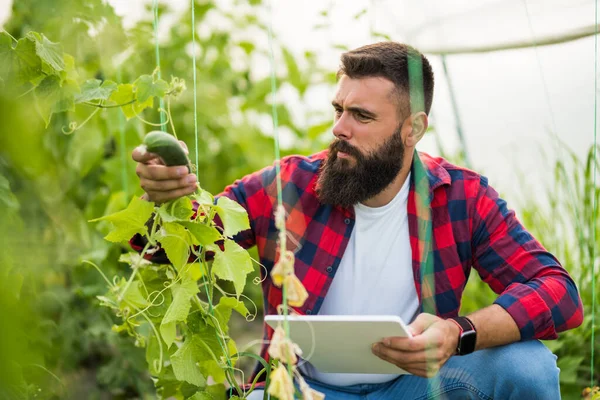 Farmer Examining Plants Dry Leafs Cucumber Organic Greenhouse Garden Devastated — Stock fotografie