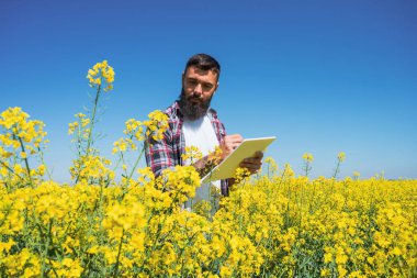 Agronomist çiçek açan kolza tarlasında duruyor ve ekinlerin gelişimini inceliyor..