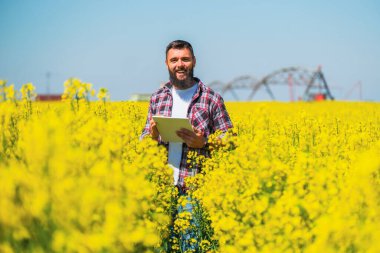 Çiftçi kolza tohumu tarlasında dikiliyor ve ekinlerin gelişimini inceliyor..