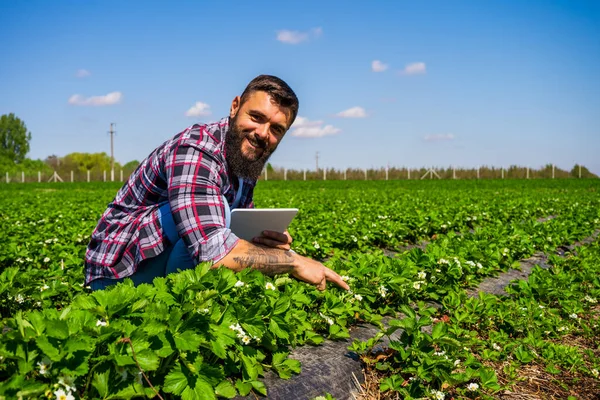 Farmer Examining Progress Crops His Strawberry Field — Stock fotografie