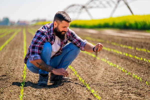 Happy Farmer Examining Progress Crops His Corn Field Satisfied Quality — Stock fotografie