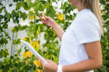 Çiftçi yeşil fasulyeli organik serada kuru yaprakları inceliyor. Bahçe kuraklıktan harap oldu..