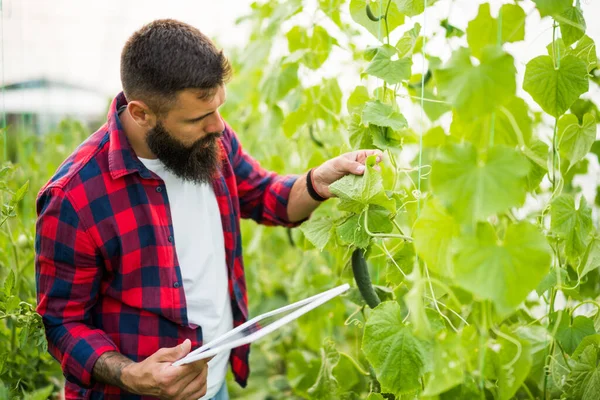 Farmer Examining Plants Dry Leafs Cucumber Organic Greenhouse Garden Devastated — Stock fotografie