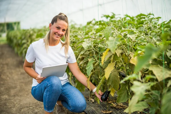 Organic Greenhouse Business Farmer Examining Eggplant Her Garden — Stock fotografie