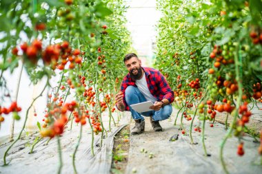 Organic greenhouse business. Farmer is picking and examining fresh and ripe cherry tomatoes in his greenhouse.