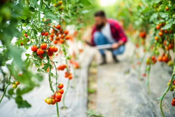 Organic Greenhouse Business Close Cherry Tomato While Farmer Picking Examining — Stock fotografie