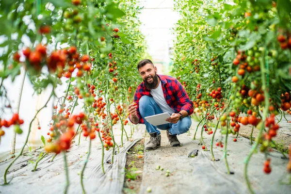 Organic Greenhouse Business Farmer Picking Examining Fresh Ripe Cherry Tomatoes — Stock fotografie