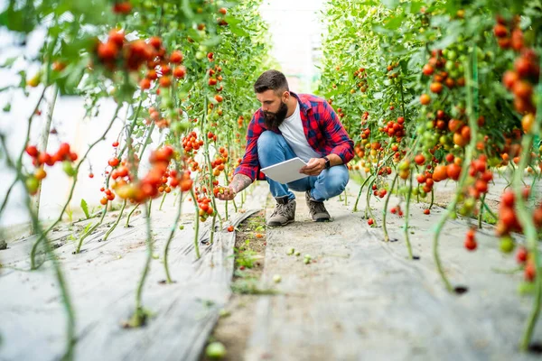 Organic greenhouse business. Farmer is picking and examining fresh and ripe cherry tomatoes in his greenhouse.