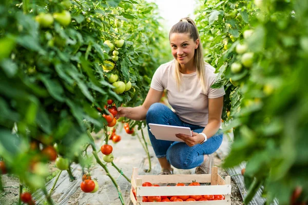 Organic Greenhouse Business Farmer Picking Fresh Ripe Tomatoes Her Greenhouse — Stok fotoğraf