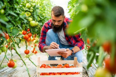 Organic greenhouse business. Farmer is picking and examining fresh and ripe tomatoes in his greenhouse.