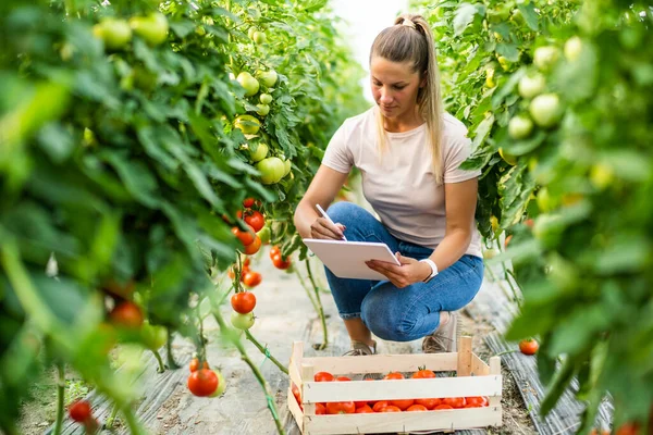 Organic Greenhouse Business Farmer Picking Examining Fresh Ripe Tomatoes Her — Stock fotografie