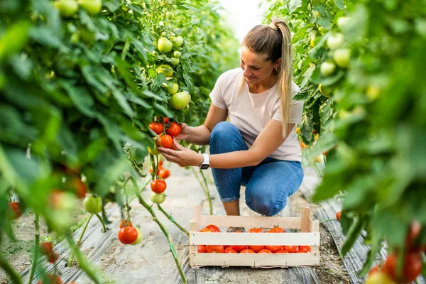 Organic Greenhouse Business Farmer Picking Fresh Ripe Tomatoes Her Greenhouse — Stok fotoğraf