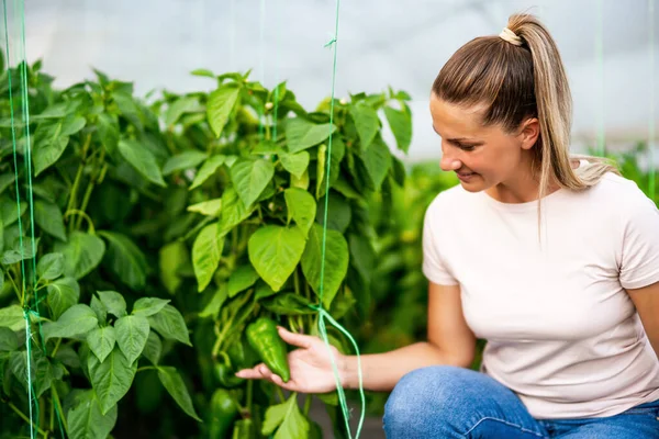 Organic Greenhouse Business Farmer Examining Bell Pepper Her Garden — Stock fotografie