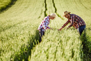 Man and woman are working together. They are cultivating wheat.