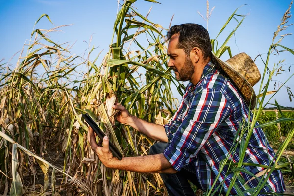 Farmer Patrzy Swoje Suche Pole Kukurydzy Bada Uprawy — Zdjęcie stockowe