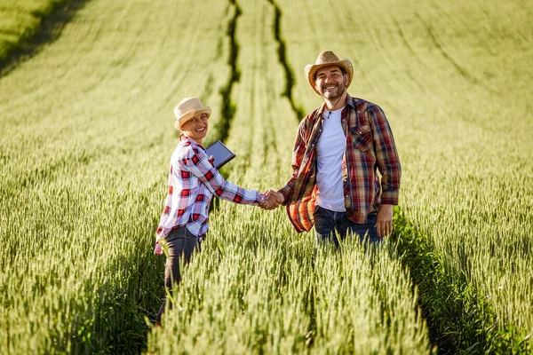 Man Woman Working Together Cultivating Wheat — ストック写真