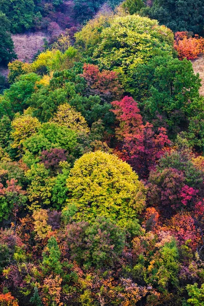 Πολύχρωμα Δάση Φθινόπωρο Στο Βουνό Πολύχρωμες Κορυφές Δέντρων Φθινόπωρο — Φωτογραφία Αρχείου