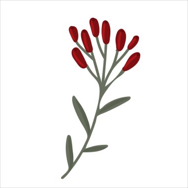 Yaprak ve böğürtlenli kış dalı