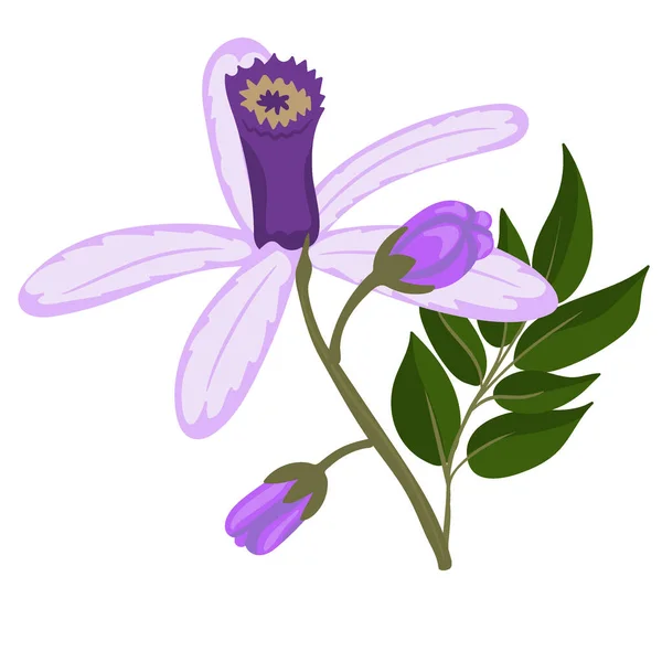 Flores Chinaberry Ilustração Doodle — Vetor de Stock