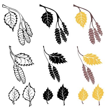 Huş yaprağı ve dal ana hatları, siluet ve beyaz arka planda renkli izole