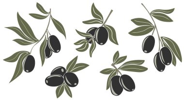 Yapraklı siyah zeytin.