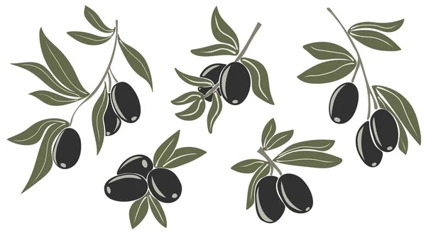 Aceitunas Negras Ramas Con Hojas — Vector de stock