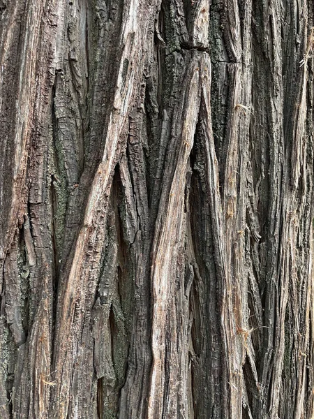 Vertical Closeup Shot Old Tree Bark Texture Backgrounds — Fotografia de Stock