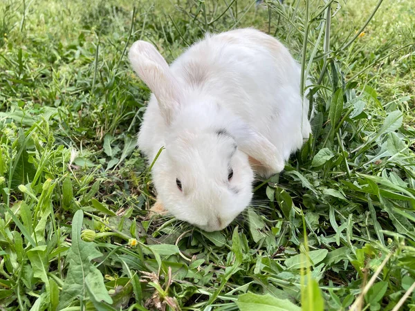 Lapin Blanc Mangeant Herbe Verte Lapin Lapin Pâques — Photo