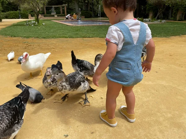 İki yaşında Kafkasyalı bir çocuk parkta ördek ve güvercin besliyor. Ağaçlar ve arka planda bir gölet var.