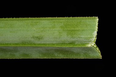 Kırmızı-Kızgın Poker (Kniphofia uvaria). Yaprak Ayrıntısı Kapatma