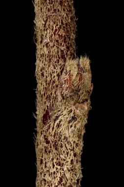 Hjelmqvist's cotoneaster (Cotoneaster hjelmqvistii). Ek Bud Yakın Çekimi