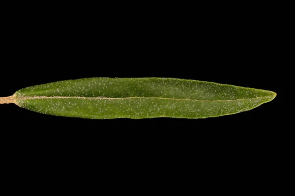 Sea Buckthorn Hippophae Rhamnoides Leaf Closeup — Stock Photo, Image