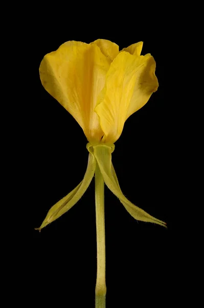 Common Evening Primrose Oenothera Biennis Primer Plano Flor — Foto de Stock