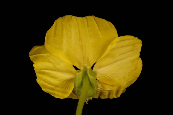 Common Evening Primrose Oenothera Biennis Primer Plano Flor — Foto de Stock