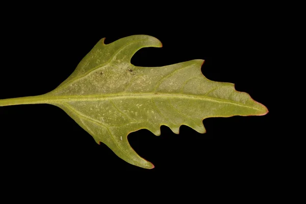 Oak Leaved Goosefoot Oxybasis Glauca Folha Inferior Closeup — Fotografia de Stock