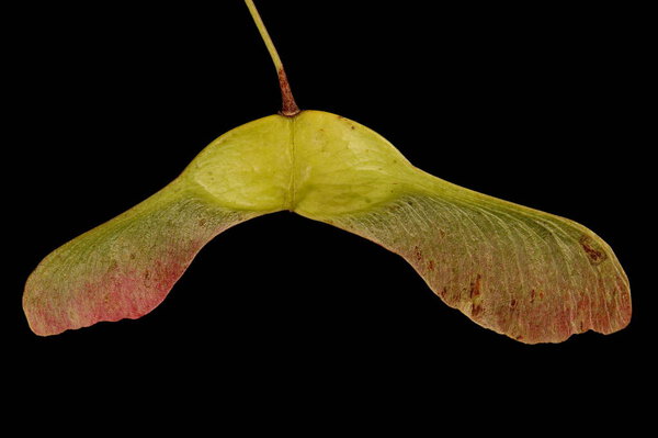Норвежский клен (Acer platanoides). Асимметричный фруктовый крупный план