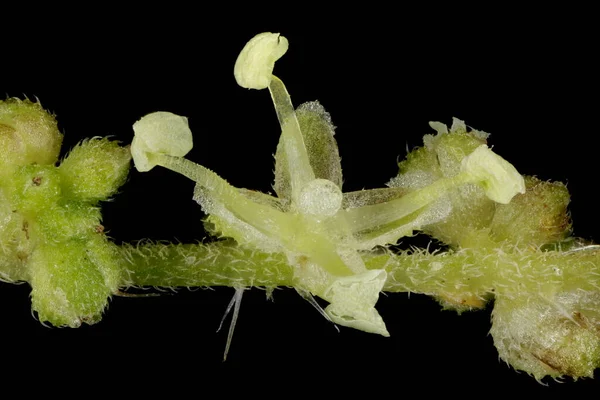 Common Nettle Urtica Dioica Закриття Чоловічої Квітки — стокове фото