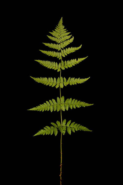 Narrow Buckler-Fern (Dryopteris carthusiana). Isolated Frond Closeup