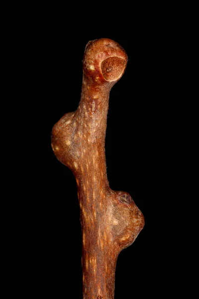 Hardy Kiwi Actinidia Arguta Twig Tip Closeup — Stockfoto