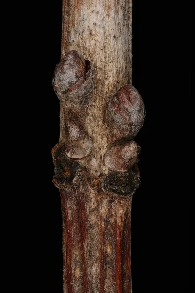 Wüstenfalscher Indigo Amorpha Fruticosa Seitliche Knospen Nahaufnahme — Stockfoto