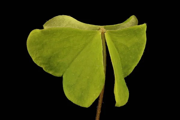 Sorrel Oxalis Acetosella Detailní Záběr Listu — Stock fotografie