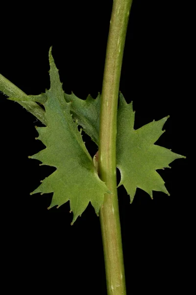 Common Hawthorn Crataegus Monogyna Затишшшя — стокове фото