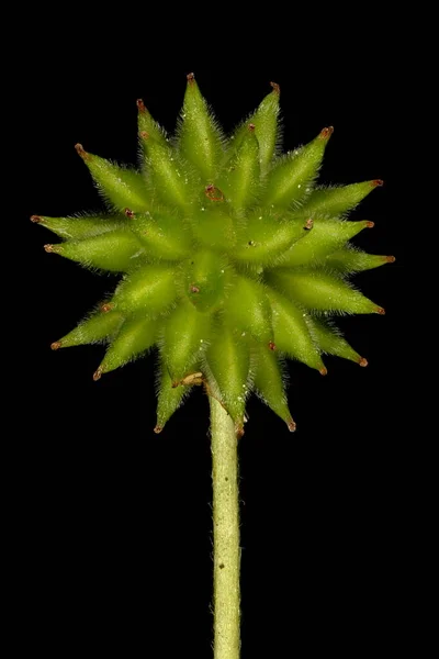 Ανεμώνη Ξύλου Anemonoides Nemorosa Κλείσιμο Φρούτων — Φωτογραφία Αρχείου