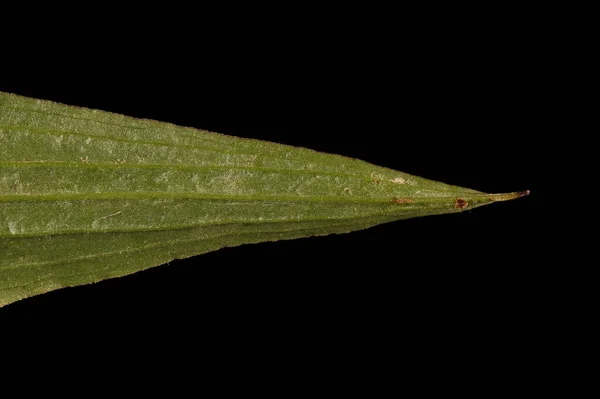 Viper Grass Scorzonera Humilis Hoja Apex Primer Plano —  Fotos de Stock