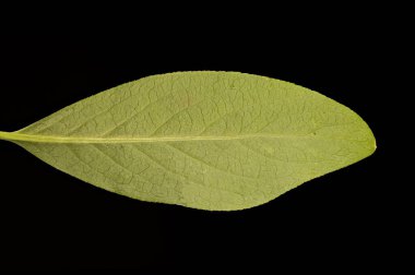 Spindle (Euonymus europaeus). Yaprak Kapanışı