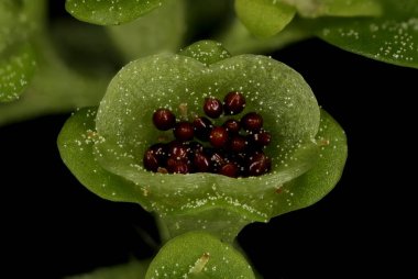 Alternatif Yaprak Altın Saxifrage (Chrysosplenium alternifolium). İnfructescence Detay Kapanış