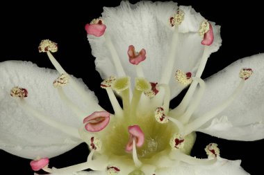 Bilinen Hawthorn (Crataegus monogyna). Pistil ve Stamens Kapanış